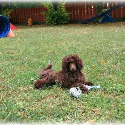 educazione cinofila macerata PUPPY CLASS